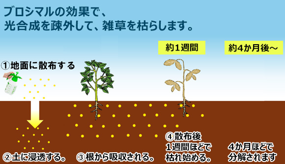アディオス